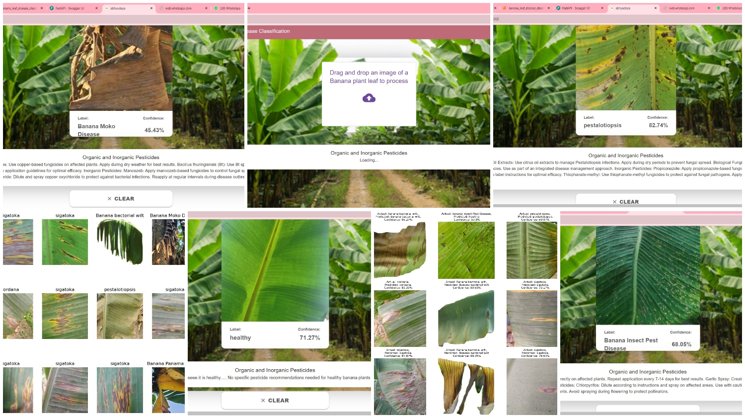 Banana plant image